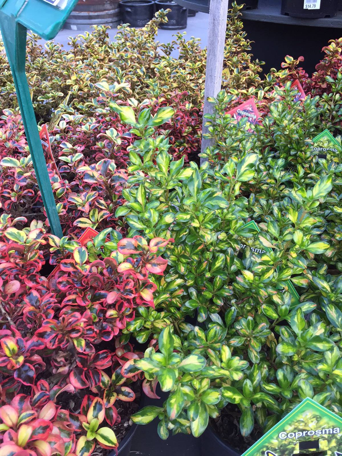 Hot Colour Warms Winter Garden Nz Herald