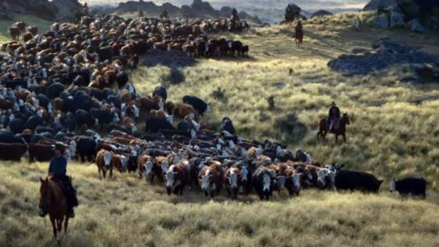 Not only did Ida Valley brothers Graeme and Al McKnight's farm provide the backdrop for the film, their cattle played a starring role. Photo / Netflix