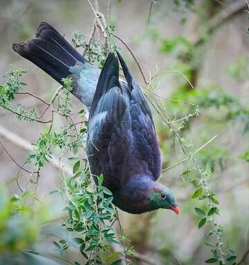 Big Bird Kererū Crowned New Zealands Bird Of The Year Nz