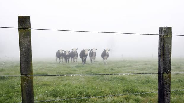 Methane accounts for nearly half of New Zealand's greenhouse gas inventory, and much of it is belched from sheep and cattle. Photo / File