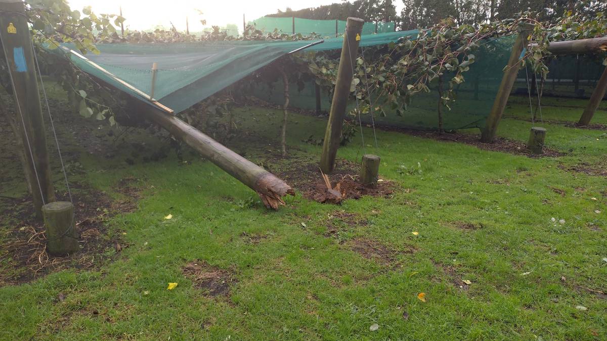 Katikati tornado: Mum and kids hide in hallway as Bay of Plenty kiwifruit  orchard hit - NZ Herald