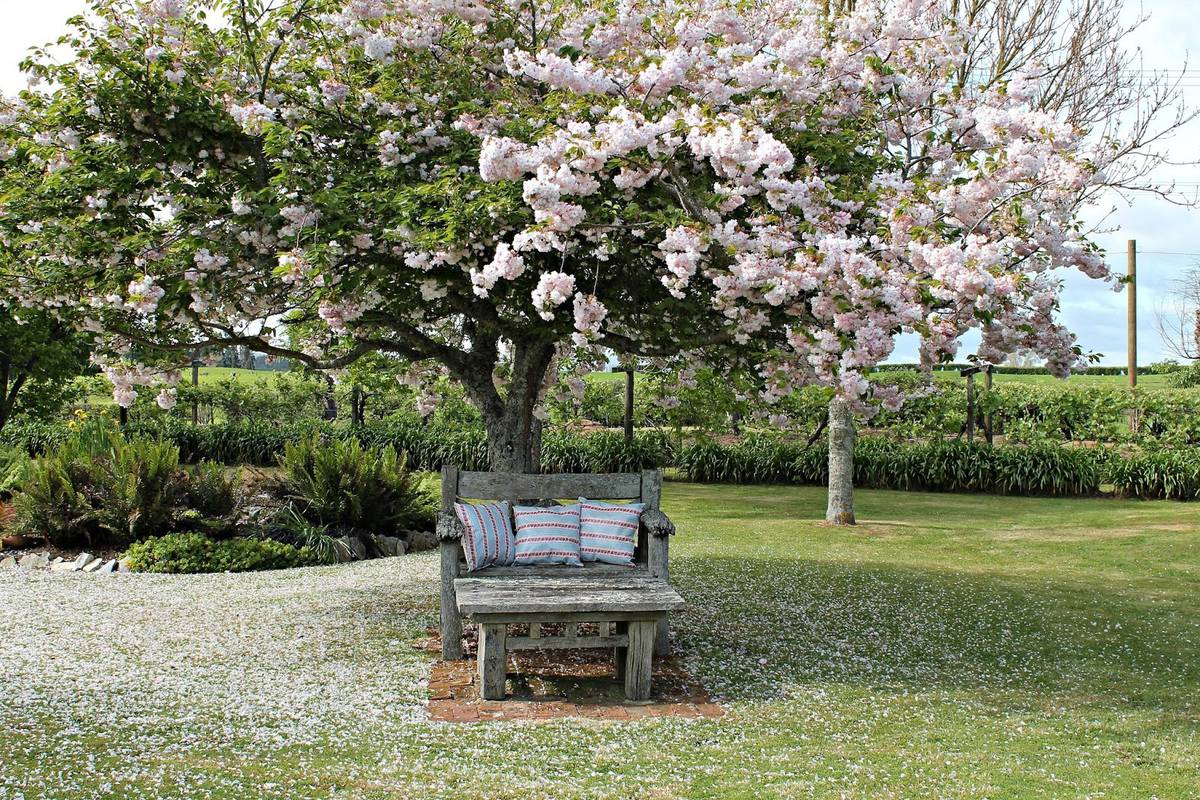 Gardening Check out the cherry blossom NZ Herald