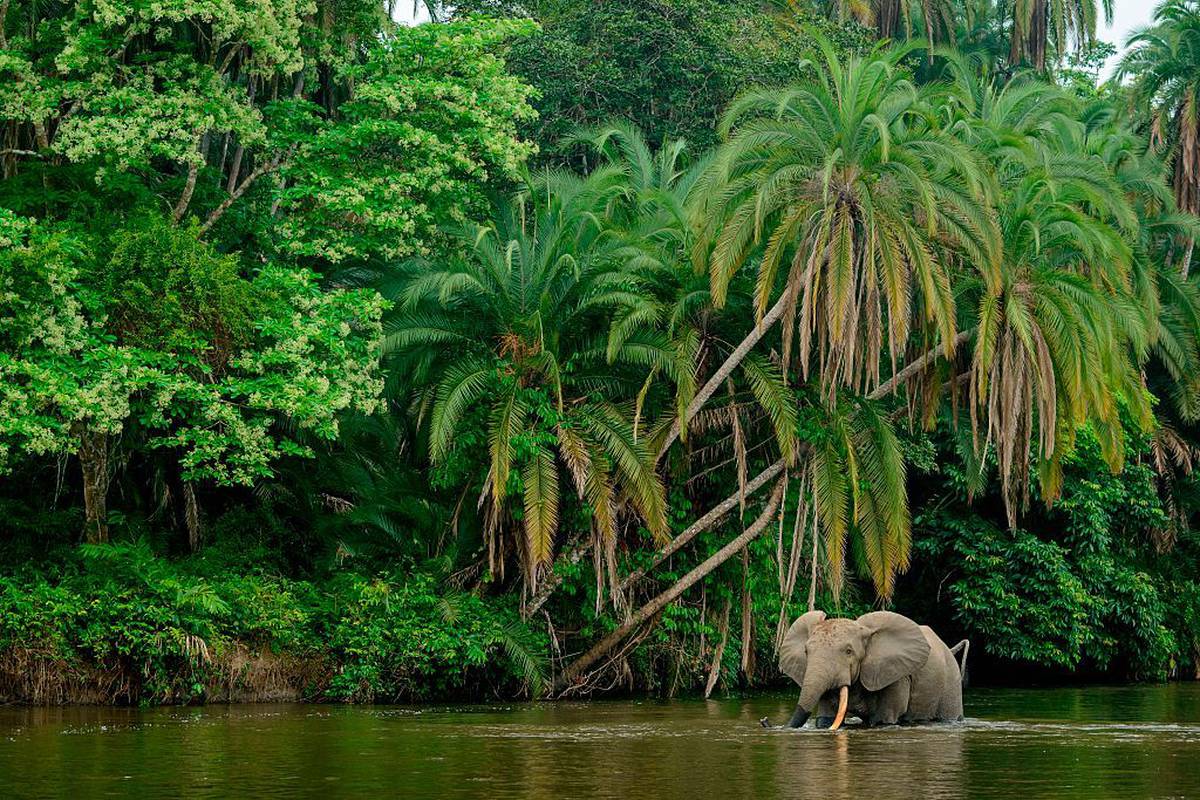Congo Rainforest Temperature And Rainfall - Printable Templates Protal