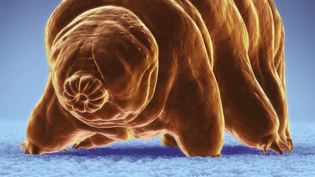 The tardigrade can withstand being plonked in boiling hot springs or being buried under layers of ice.