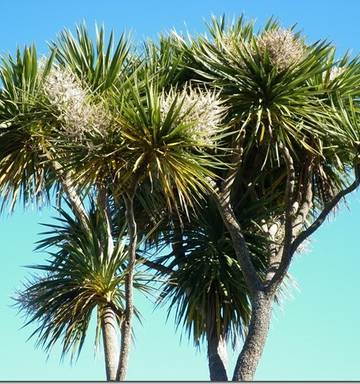 Woman Dies Trying To Save Cat From Tree Nz Herald