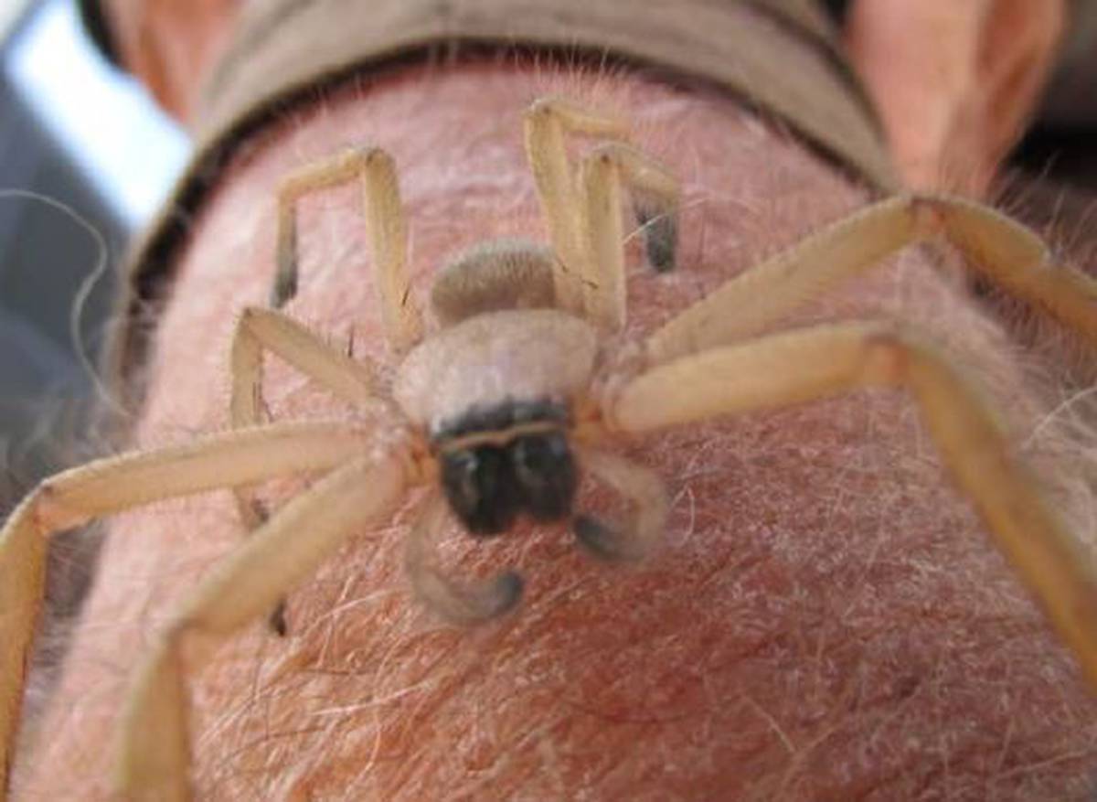 Why Massive Nest Of Huntsman Spiders Uncovered In Western Australia Is Such A Rare Find Flipboard