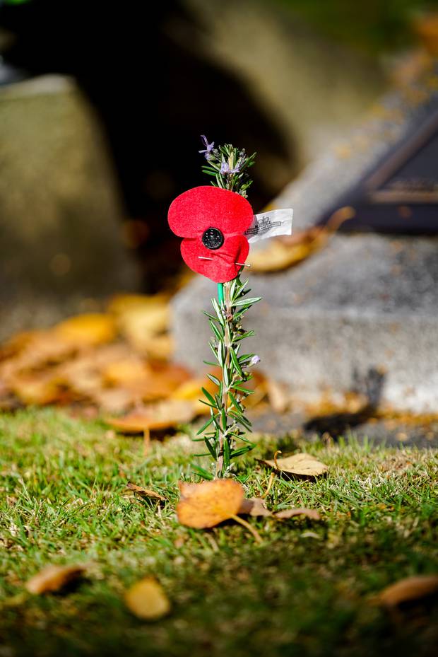 Around 30 members of the RSA women's section spent Wednesday morning binding more than 2000 poppies to sprigs of rosemary. Photo/ Lewis Gardner 