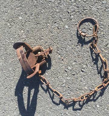 Man Charged After Dead Cat Found Hanging From Possum Trap Nz Herald