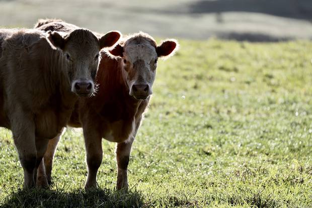 Cattle seen in Totara Park this morning. Photo/Michael Craig