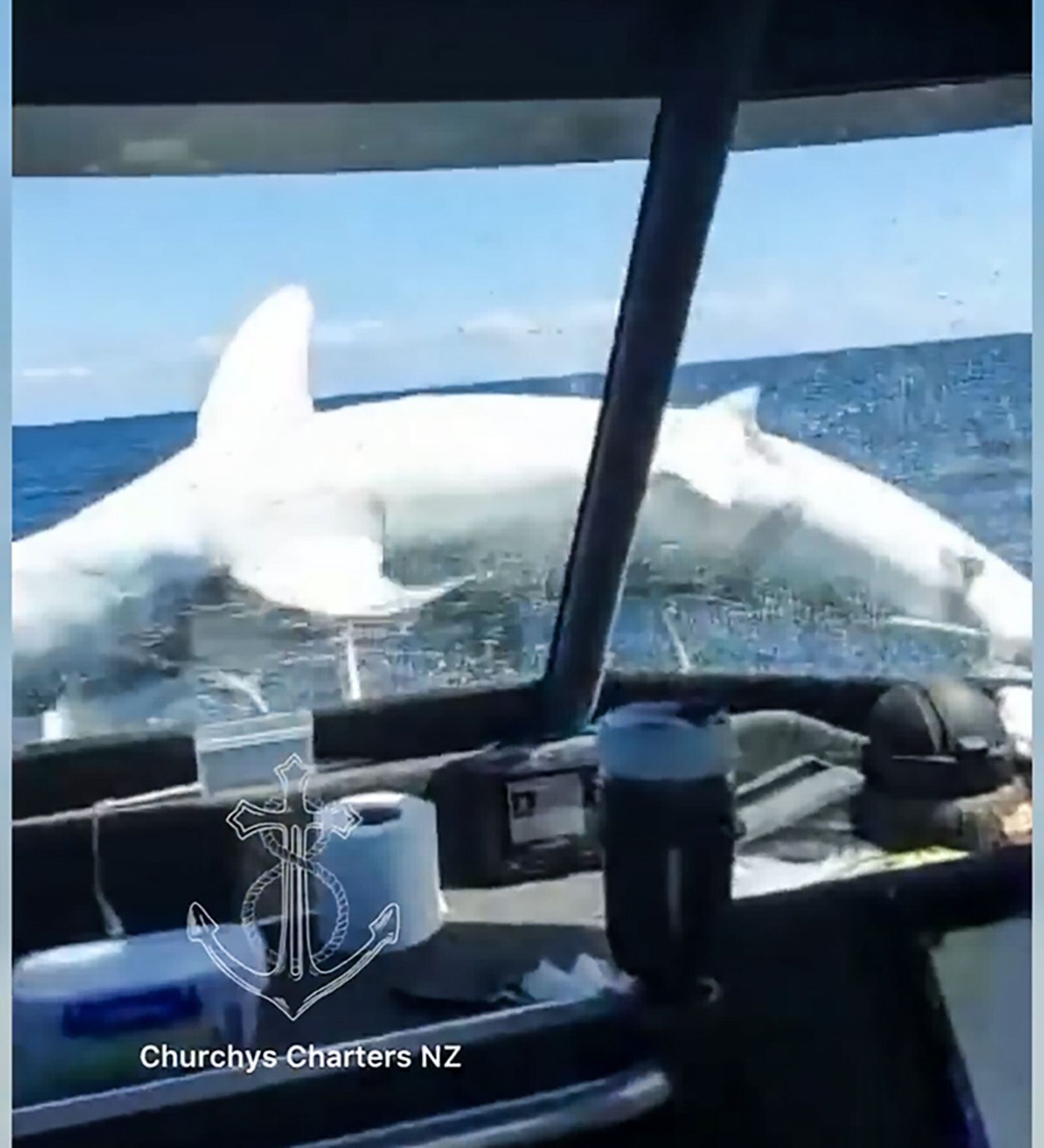 Watch Moment Huge Shark Jumps Onto Fishing Boat: 'We Were Lucky