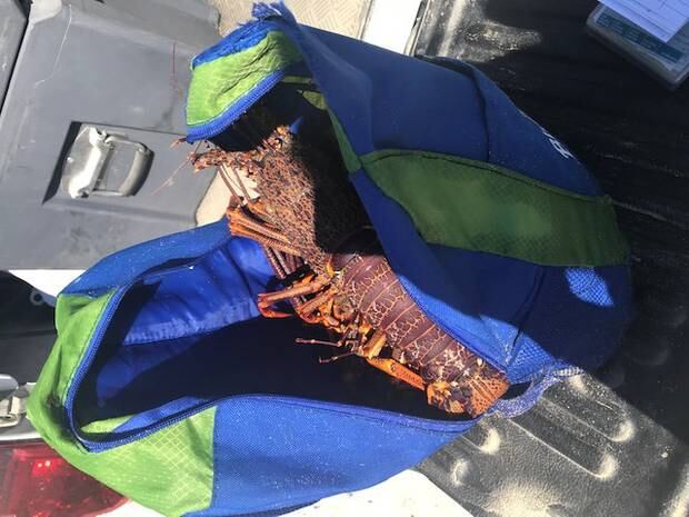 One of the undersize crayfish poached from the marine reserve. Photo / Supplied