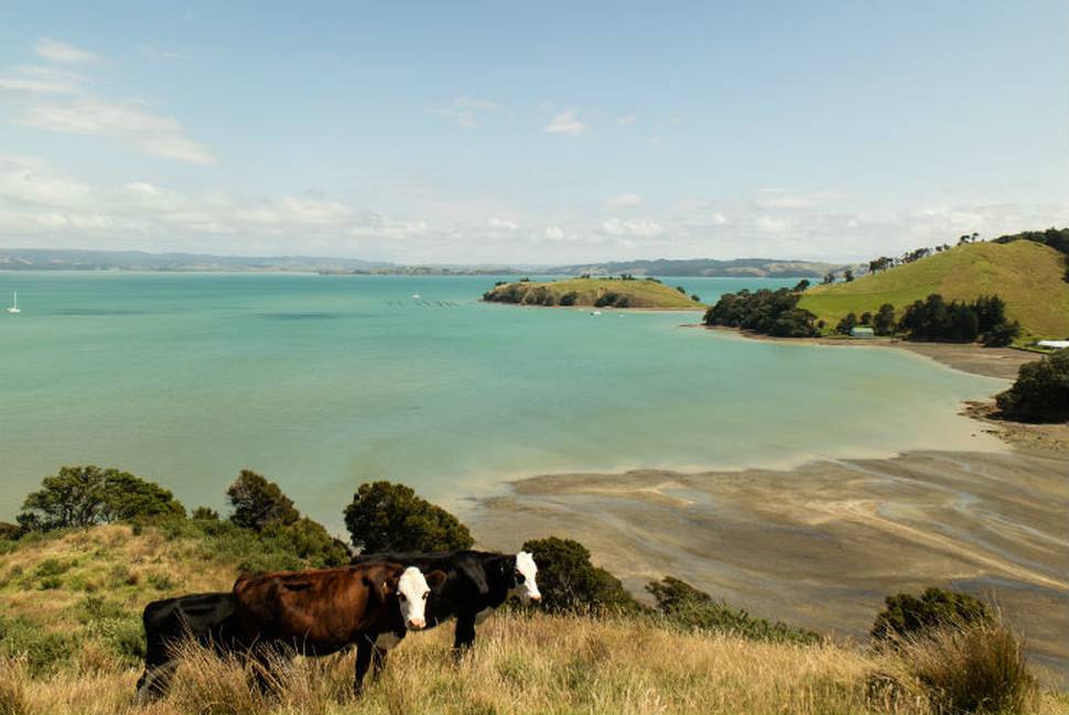 Waiheke Island farm with 1.5km coast for sale NZ Herald