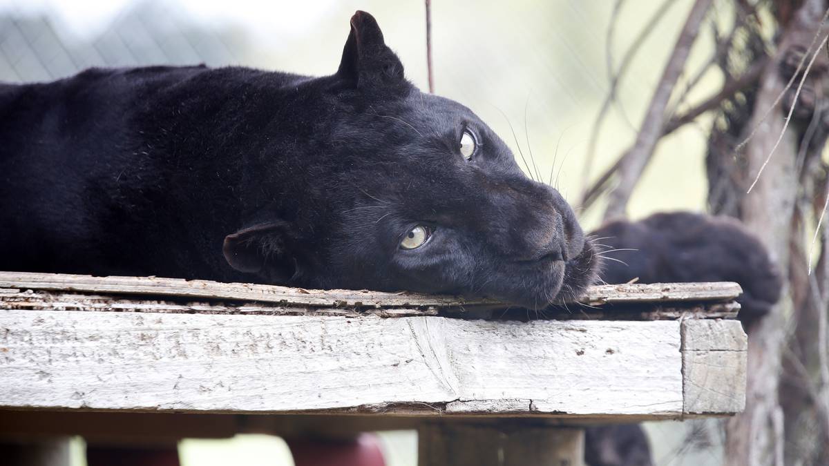 Jedyny czarny lampart w Nowej Zelandii śpi w Kamu Wildlife Sanctuary