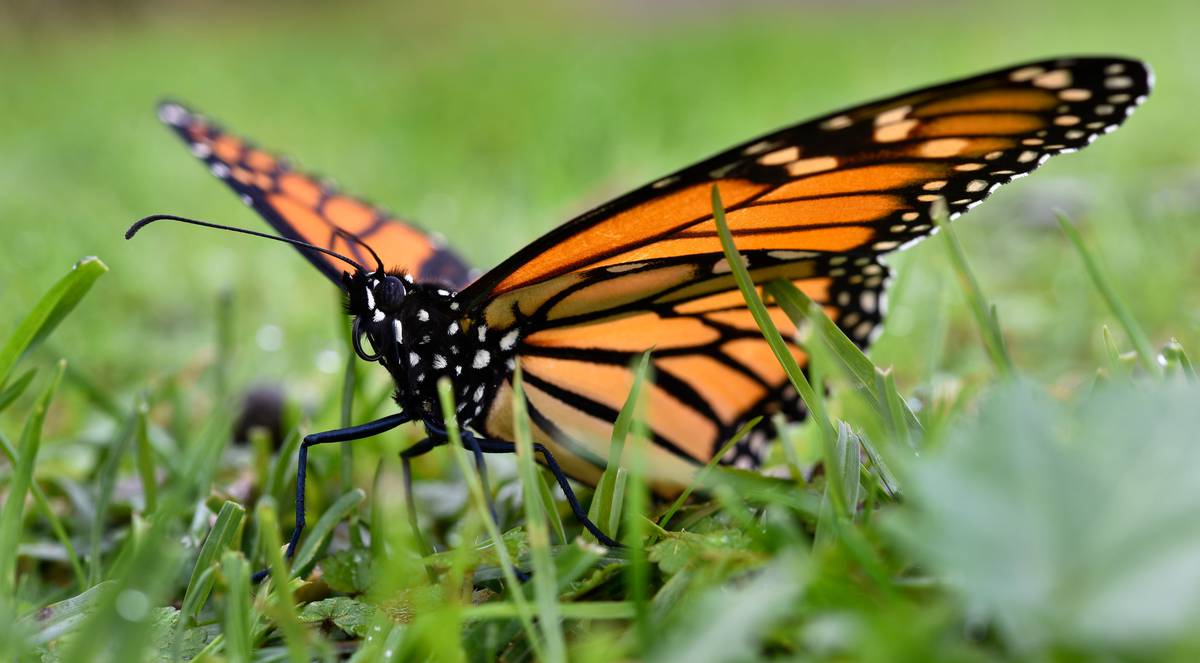 Concern As Monarch Butterfly Sightings Drop Plea For Public Help