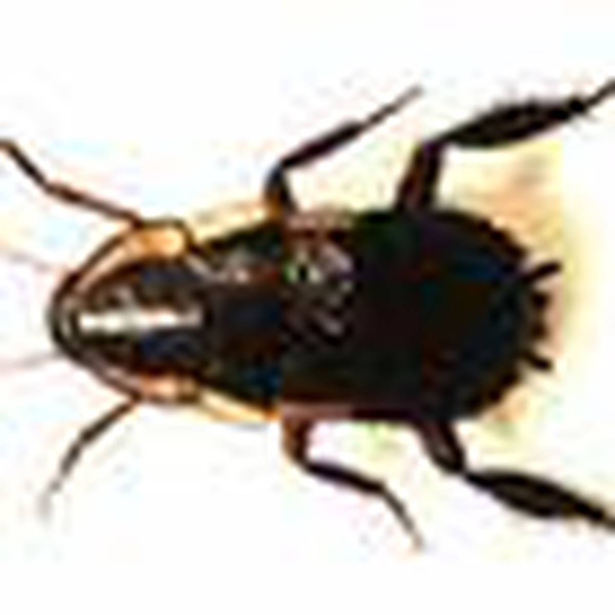 Cockroach Boom Sends Bug Business Soaring Nz Herald