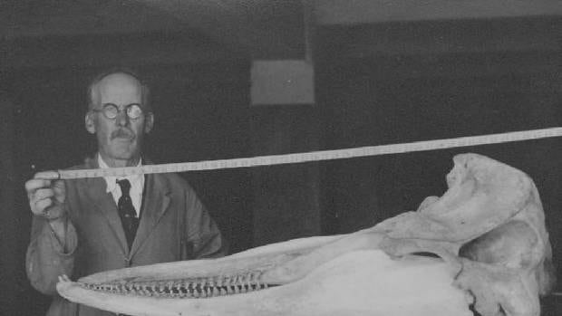 George Shepherd measures the skull of the Shepherd's Beaked Whale he discovered and reassembled from bones. Photo / Whanganui Regional Museum