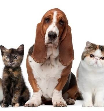 Vote For The Bay Of Plenty Pet Of The Year 2018 Nz Herald