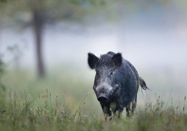 The landlord claimed he had his rifle on hand so he could shoot a wild pig if he saw one. Photo / 123RF