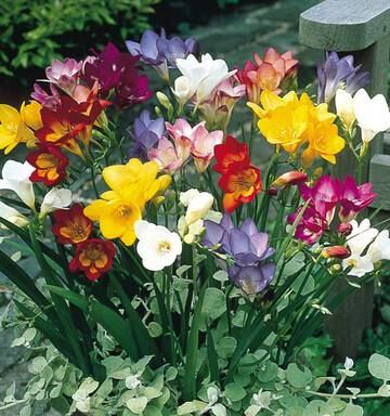 Gareth Carter Welcome To Autumn Time To Plant Those Spring Bulbs