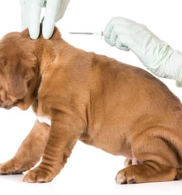Deal Offered For Unregistered Dogs In Hamilton Nz Herald