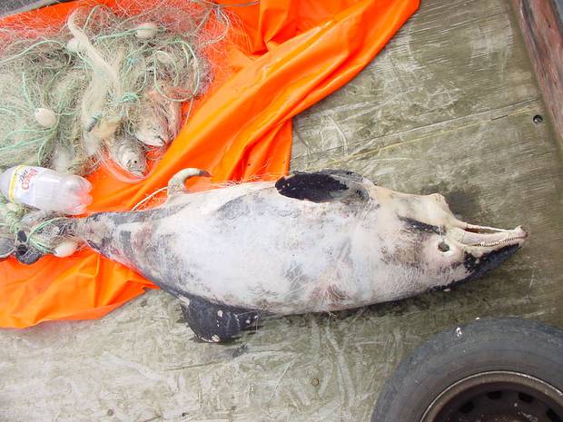 Hector's Dolphin caught in a net. Photo / DoC