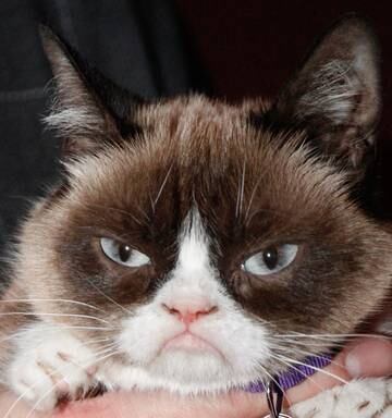 World Mourns As Internet Sensation Grumpy Cat Dies Nz Herald