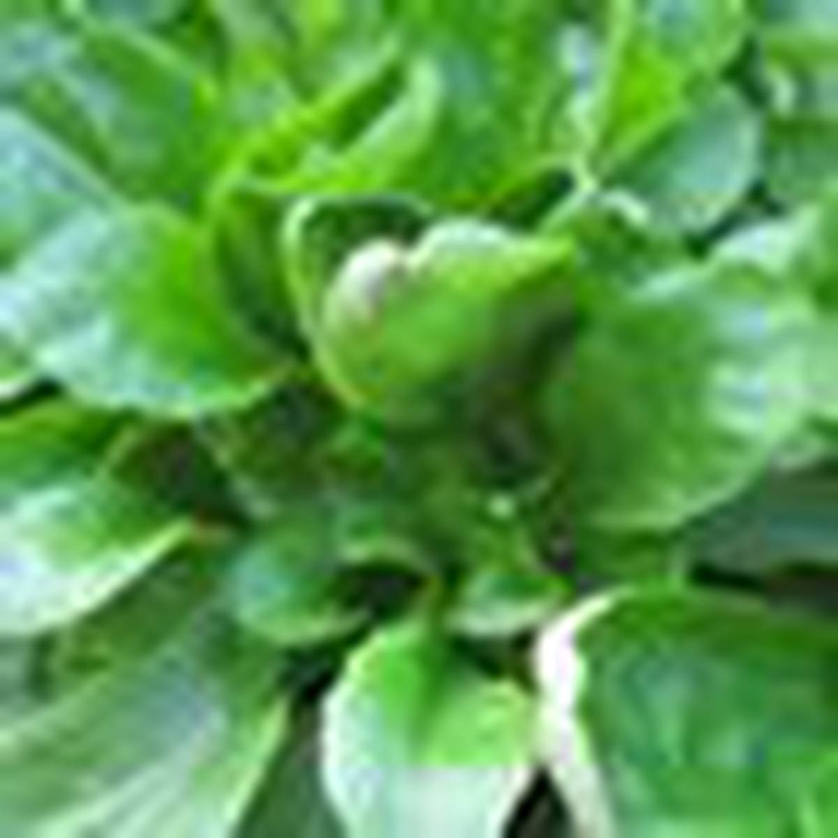 Edible Garden Corn Salad Verte De Cambrai Nz Herald