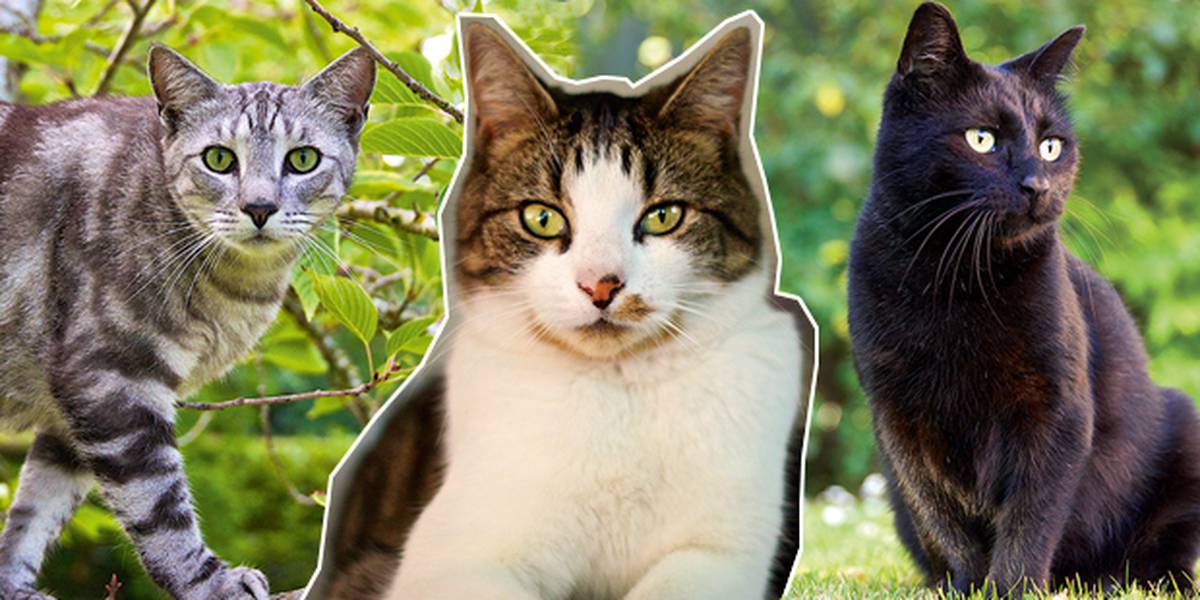 Cat Astrophe Survivors Nz Herald