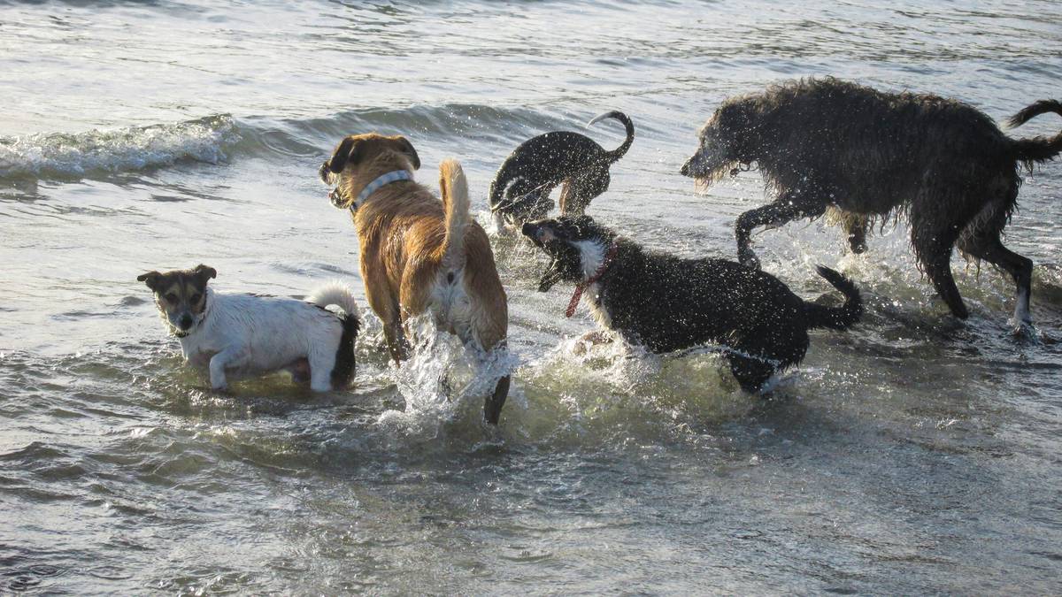 It’s Seaweek: Lead the Way with responsible dog ownership