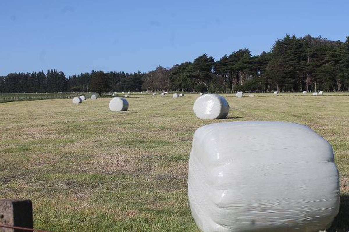 Early Baleage Harvest A Hopeful Sign Nz Herald