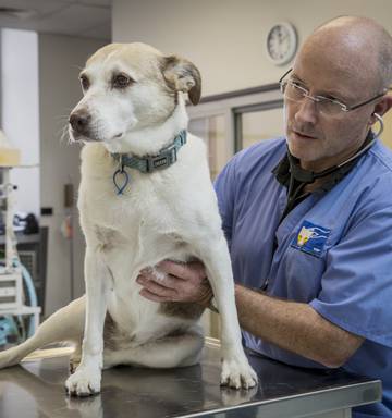 Vets Say Raw Food Diet For Dogs And Cats Is Leaving Them Sick Or Dead Nz Herald