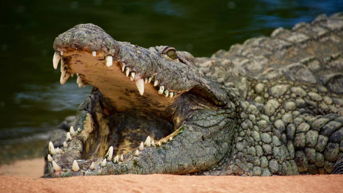 Turistas estadounidenses atacados por un cocodrilo de agua salada en México