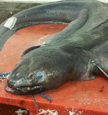Giant 59kg Eel Caught Off British Coast Nz Herald