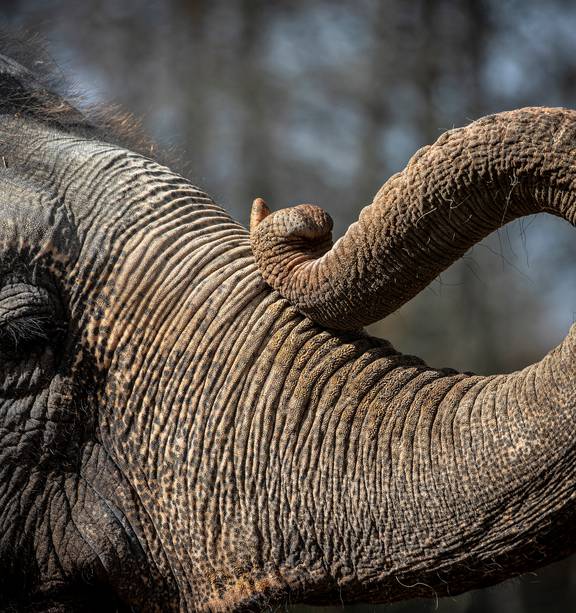 World Elephant Day: Trunk call to help save wild animals - NZ Herald