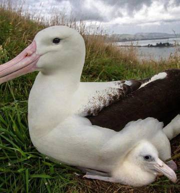 Albatross Chick At Taiaroa Head Dies After Attack By Mother