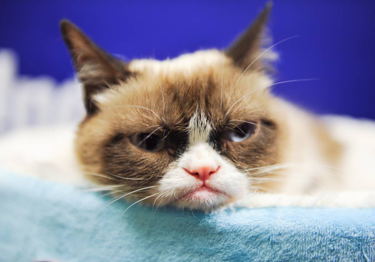 The Ten Best Cat Videos Of All Time Nz Herald