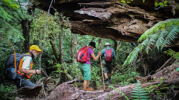 Puketi and Omahuta Forests form one of the largest tracts of kauri forest left in New Zealand. Photo / Puketi Forest Trust