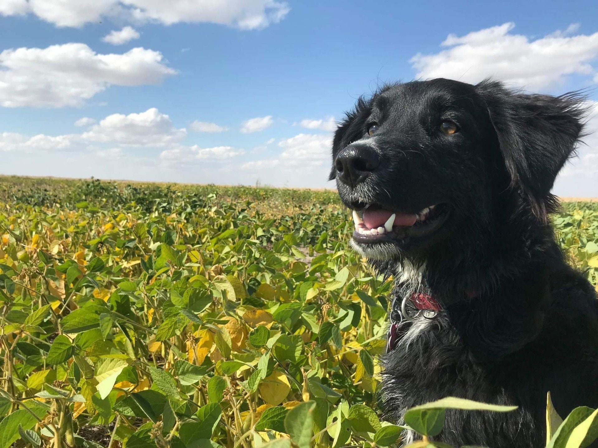 How Long Do Dogs Have To Be Quarantined In New Zealand