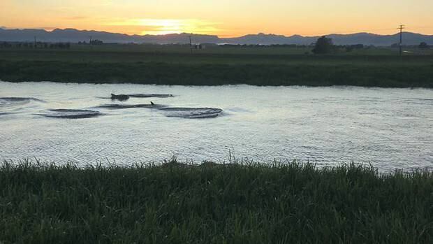 Two large pods of dolphins travelling upstream along the Piako River near Kerepehi this morning. Photo / Ian Sera