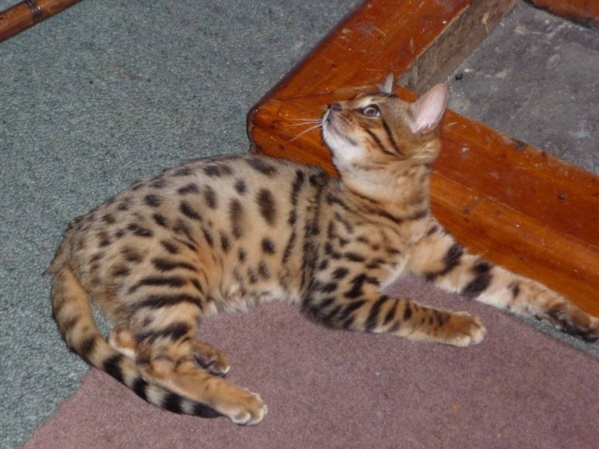 1k Feline Flees Wairarapa Cattery Nz Herald