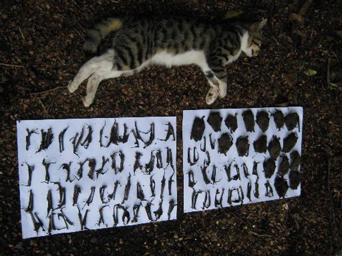 Cats The Biggest Killers Nz Herald