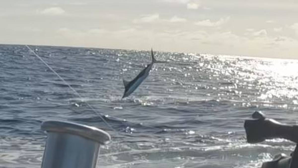 Obejrzyj: Wędkarz Ben Brown uchwycił niesamowity widok wielkiego rekina skaczącego za marlinem