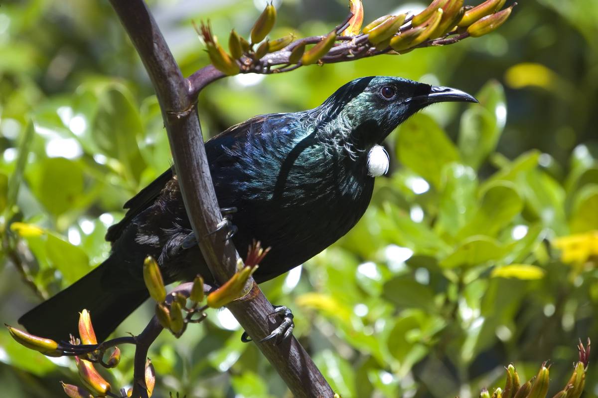Talk To The Animals 10 Ways To Attract Wildlife Into Your