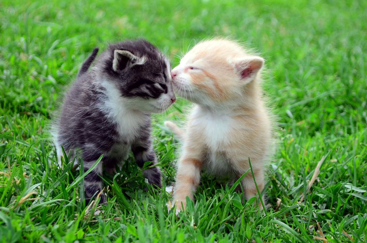 Most Popular Kitten Names Revealed Nz Herald