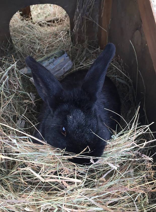 Tabitha was the mother of a litter and a beloved pet. Photo / Supplied