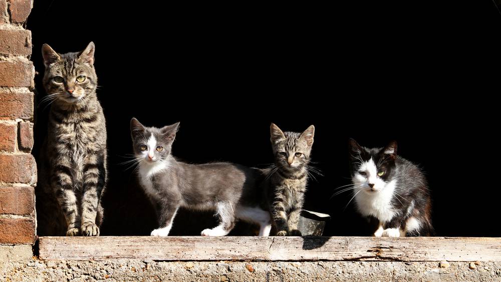 Top 5 Weirdest Looking Cat Breeds Nz Herald