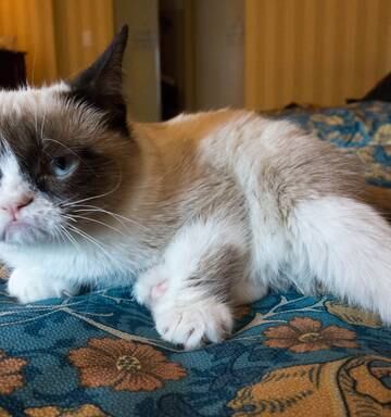 Cats Recognise Their Owners Voices But Didn T Evolve To Care
