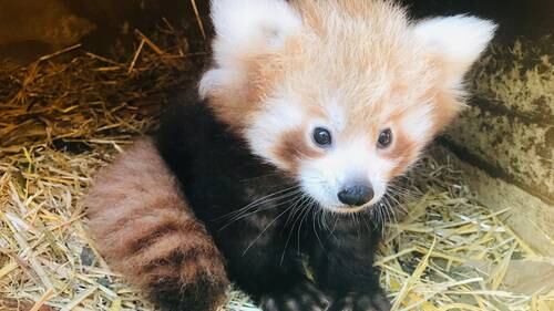 The Cute Curious And Cuddly Babies Born At Our Zoos This Year