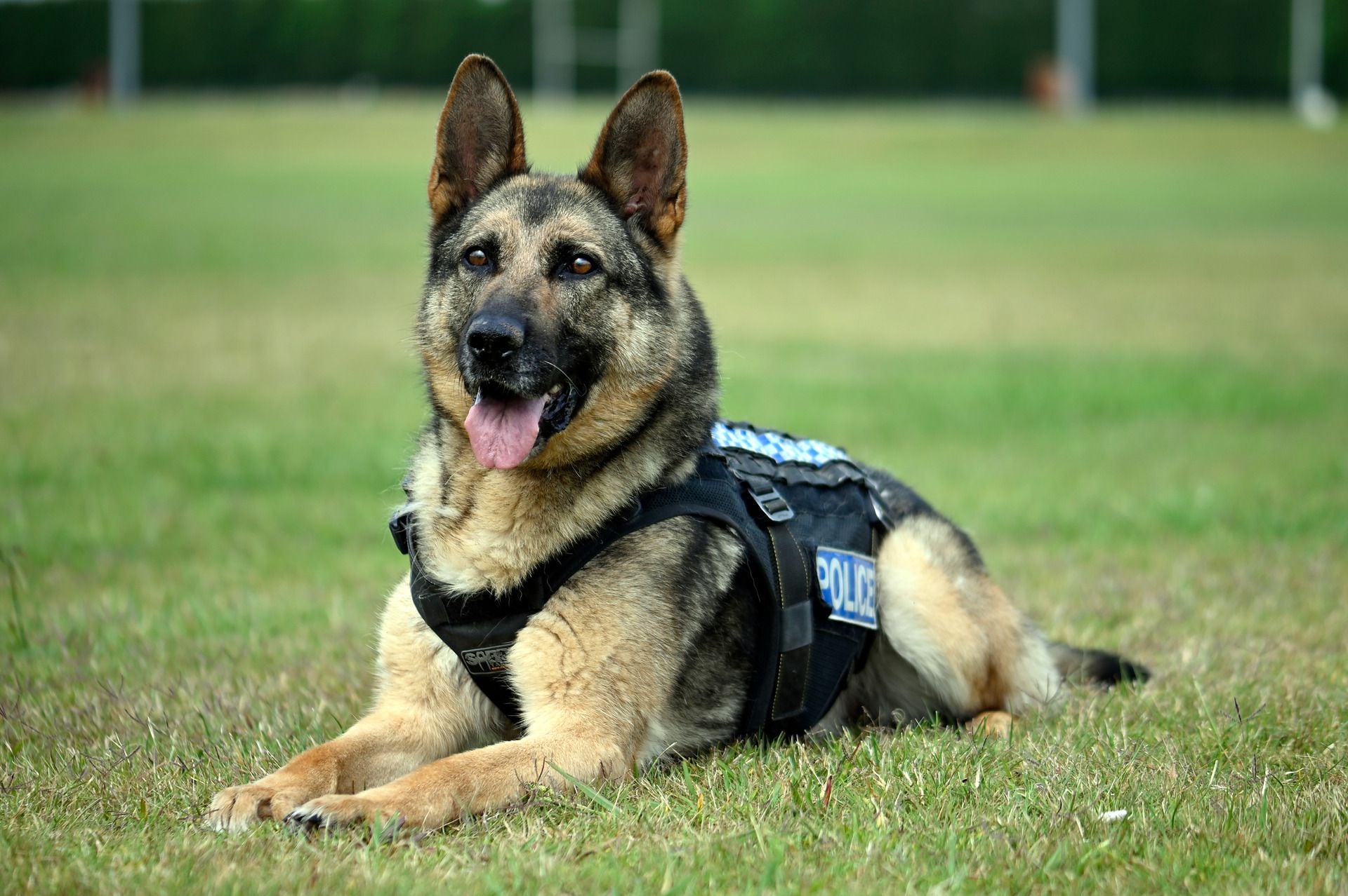 Teens break into Upper Hutt's Trentham Racecourse to find police dogs in  training - NZ Herald