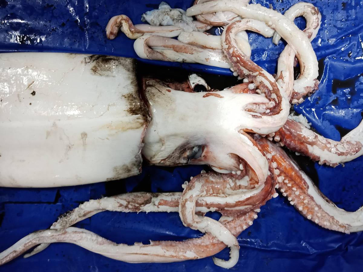 Creature From The Deep Scientists Surprised By Giant Squid Nz
